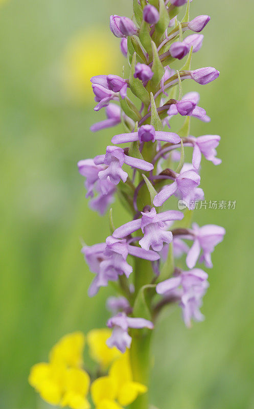 香兰花（Gymnadenia conopsea）